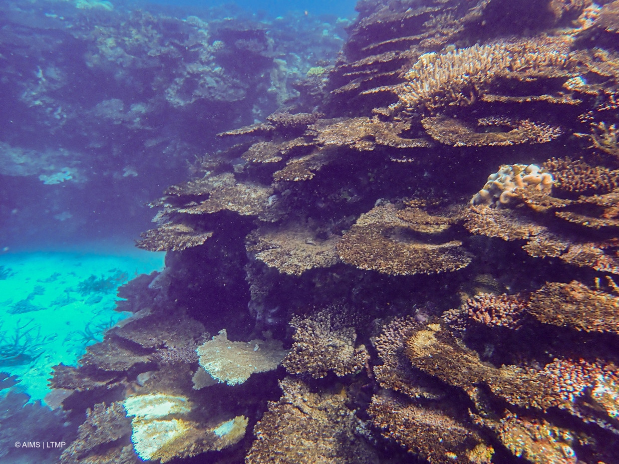 Viele Riffe im nördlichen Great Barrier Reef verzeichneten infolge der Korallenbleiche von 2024 erhebliche Verluste.