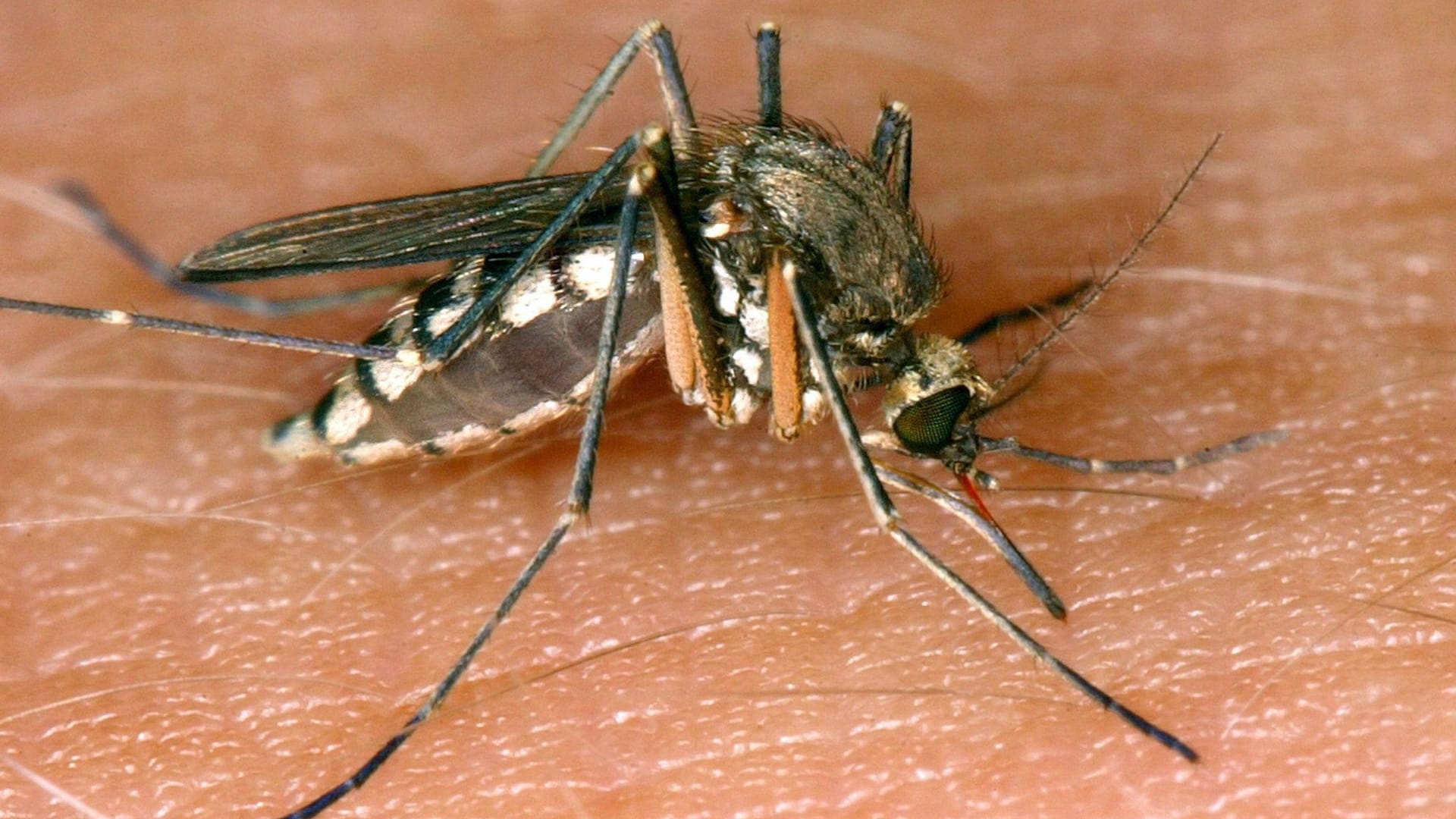 West-Nil-Virus in Italien