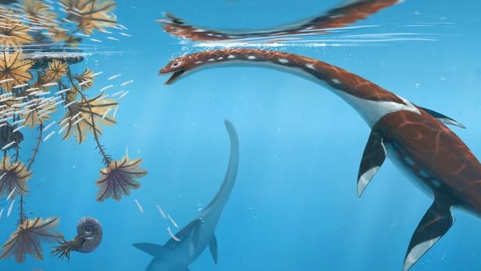 Illustration eines Plesionectes longicollum: Das Reptil hatte einen sehr langen Hals und schwamm zur Zeit der Dinosaurier durchs Meer.