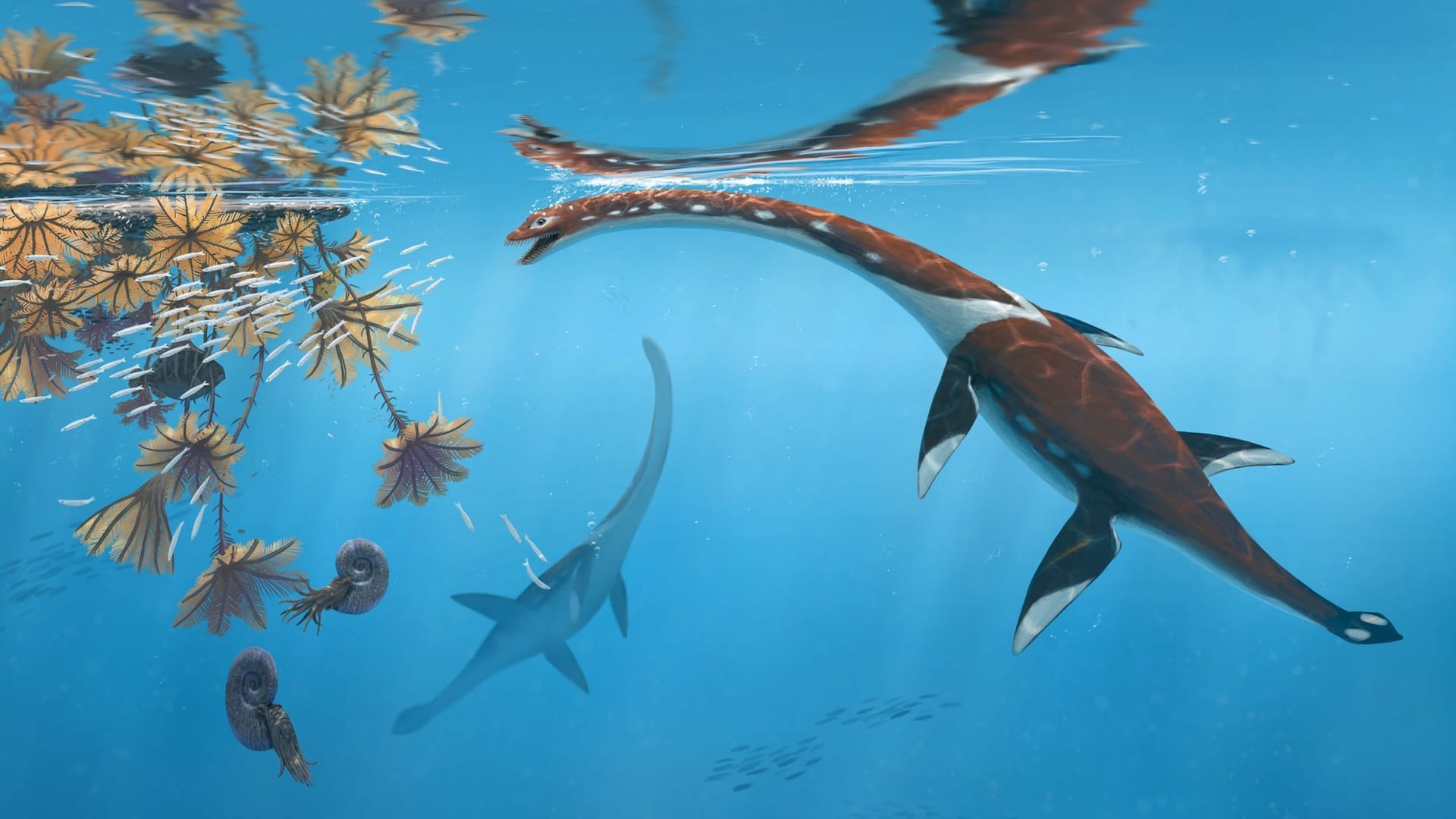 Forscher präsentieren urtümliches Meeresreptil aus der Dino-Zeit