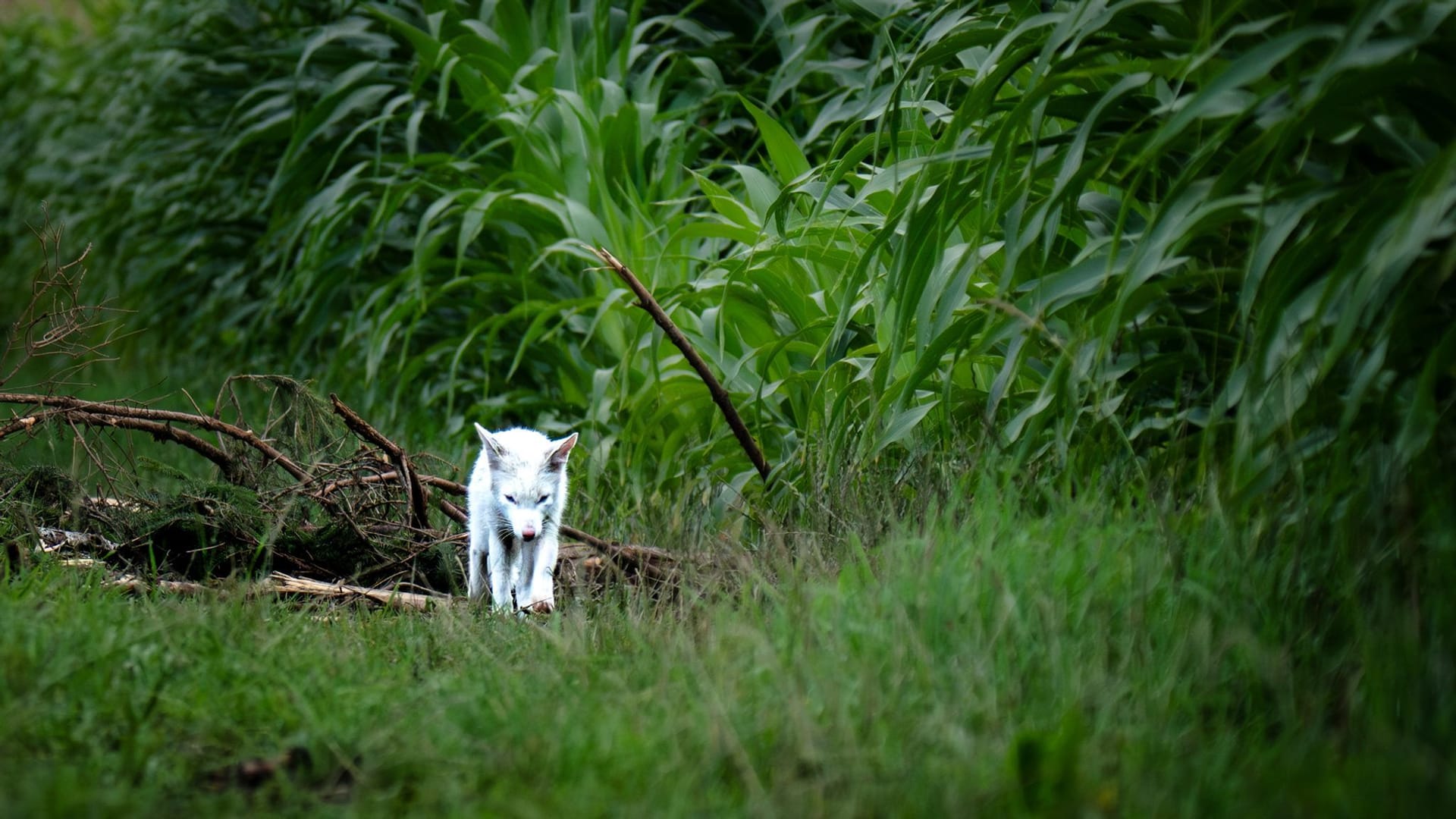 Weißer Fuchs Weißer Fuchs