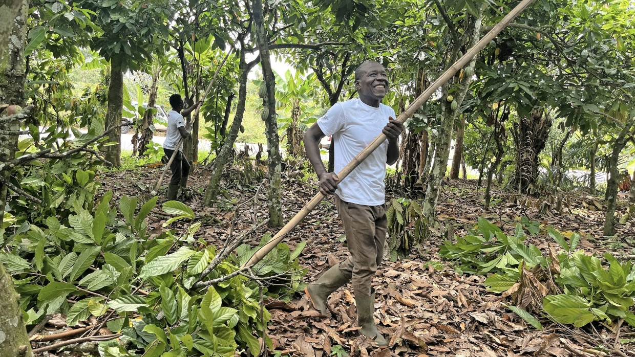 Souleymane Ouedraogo zeigt das Trimmen von Kakaobäumen. Helfer aus der Umgebung unterstützen ihn bei dieser Tätigkeit.
