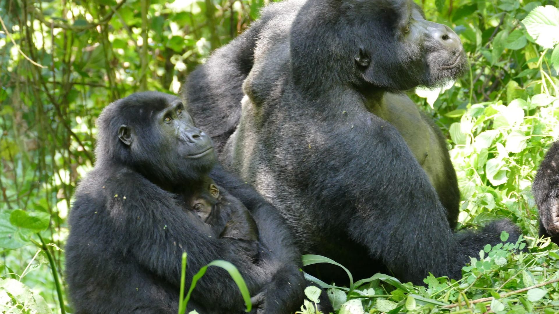 Berggorillas in Uganda Berggorillas in Uganda