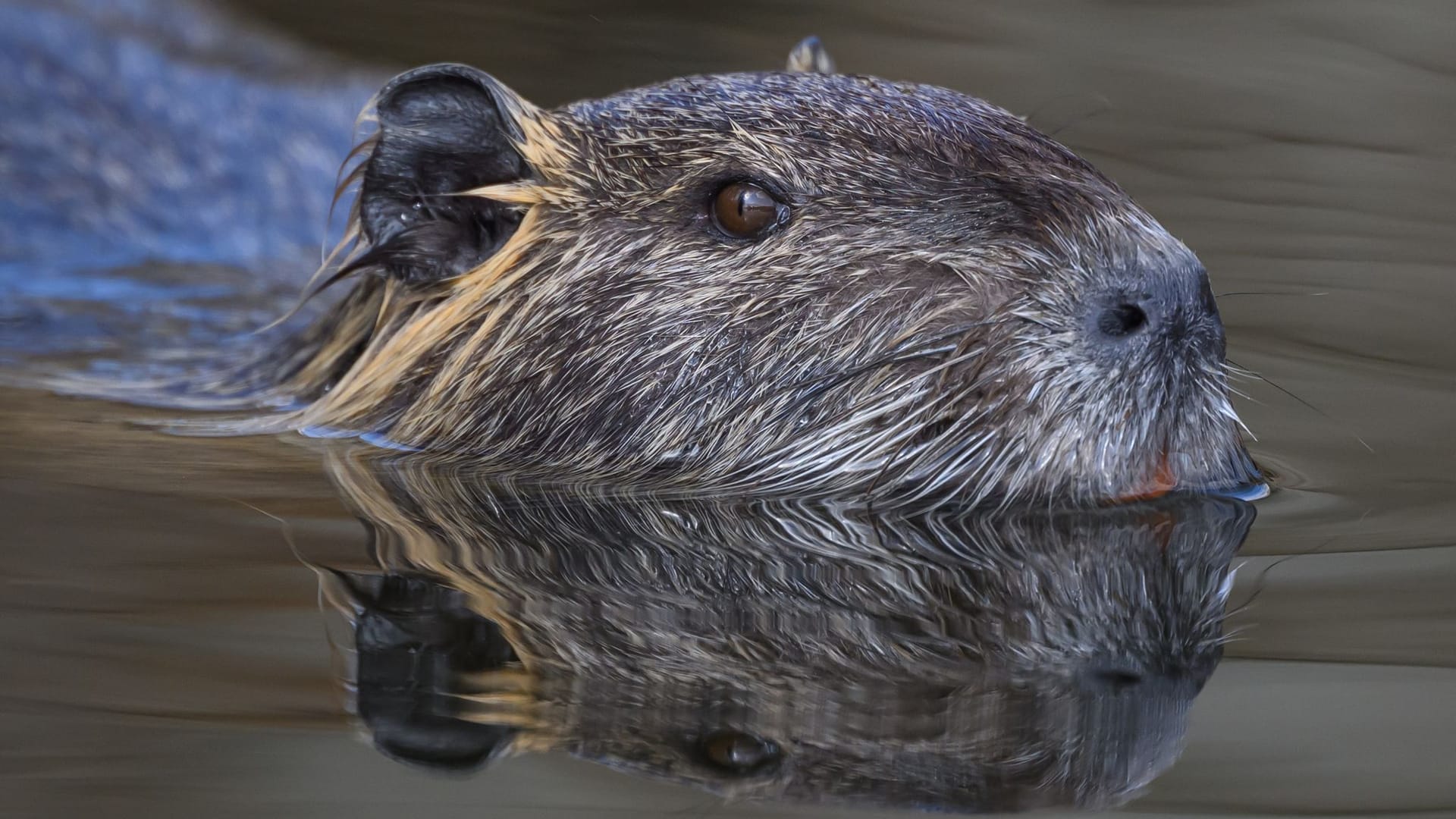 Nutria im Spreewald