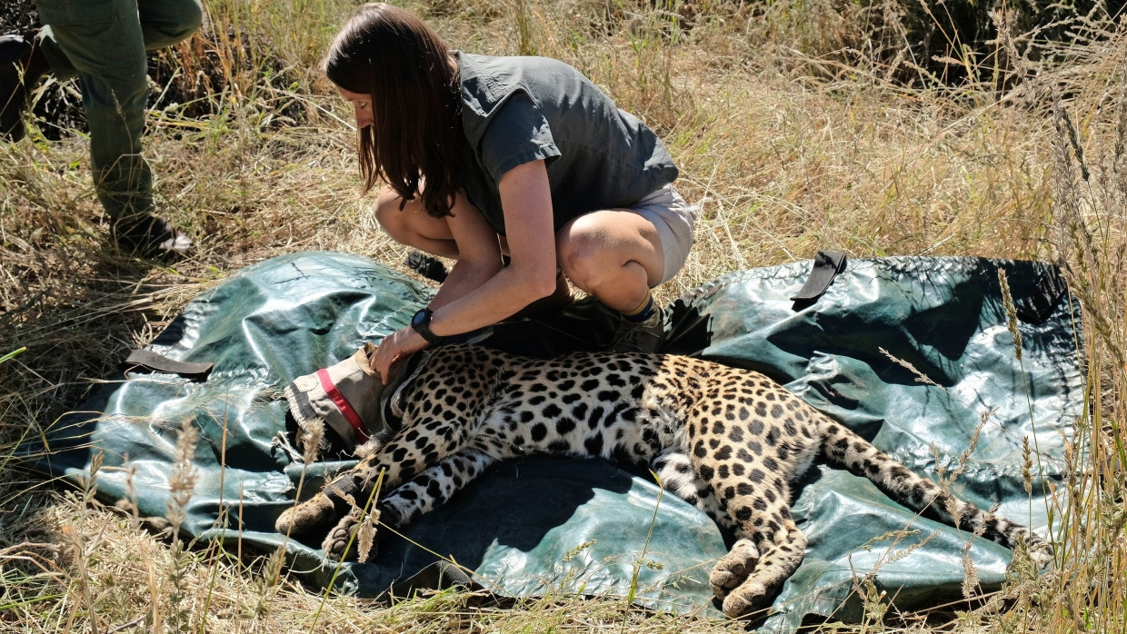 Überwachen statt töten: Eine Wildtierärztin der namibischen N/a’an ku se-Stiftung legt der Leopardin Maaike ein GPS-Halsband an.