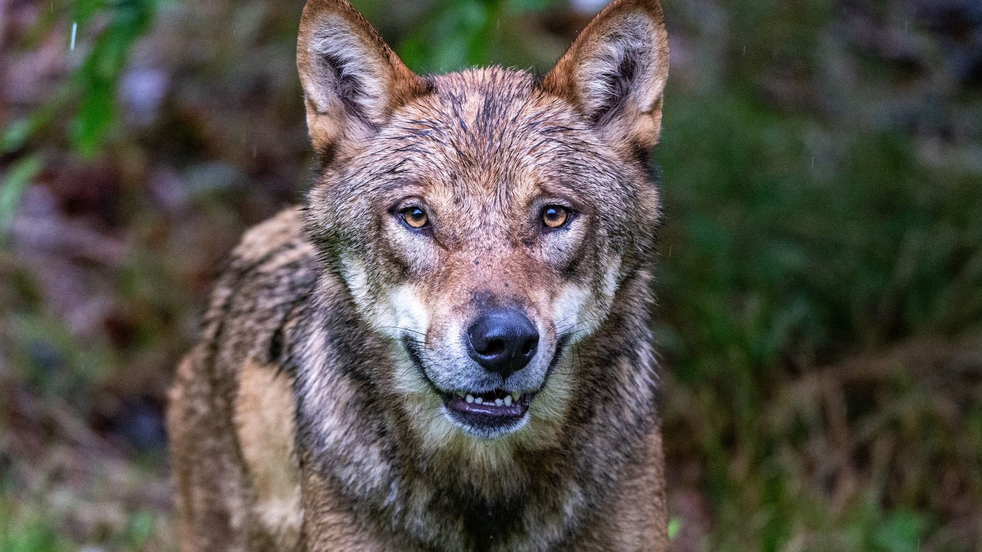 Wolf beißt Jungen in den Niederlanden und zerrt ihn in Wald